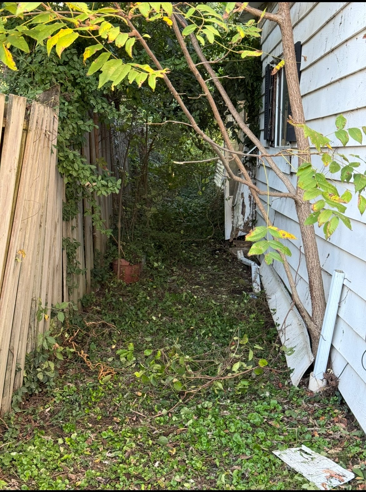 Side yard before clearing