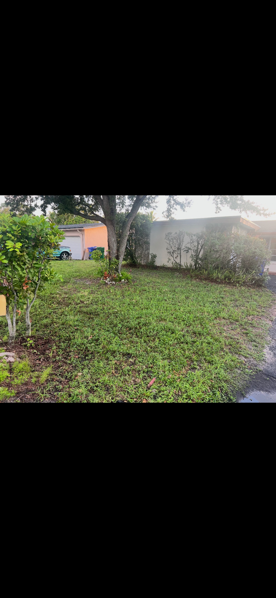 Yard before cleanup